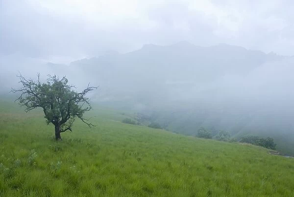 Mist Settling Over the Ndedema Gorge