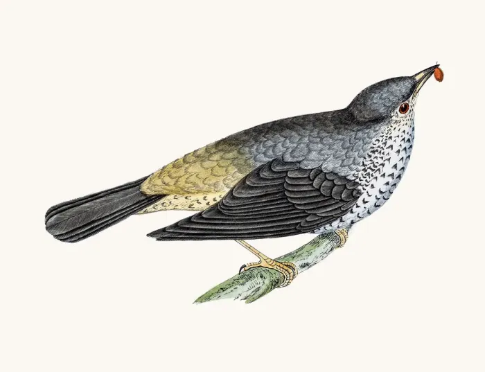 Framed Print : Mistle thrush bird Framed Print : Mistle thrush bird