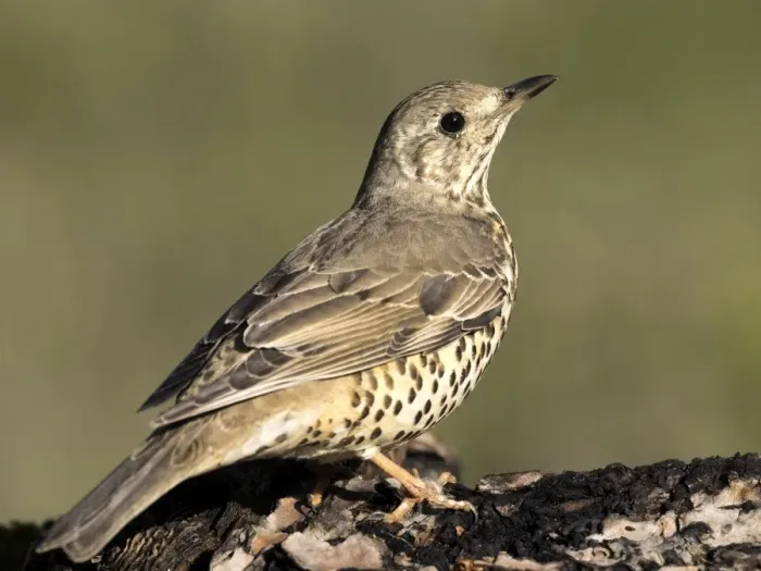 Framed Print : Mistle Thrush (Turdus viscivorus), standing on a branch of tree. Spain, Europe Framed Print : Mistle Thrush (Turdus viscivorus), standing on a branch of tree. Spain, Europe