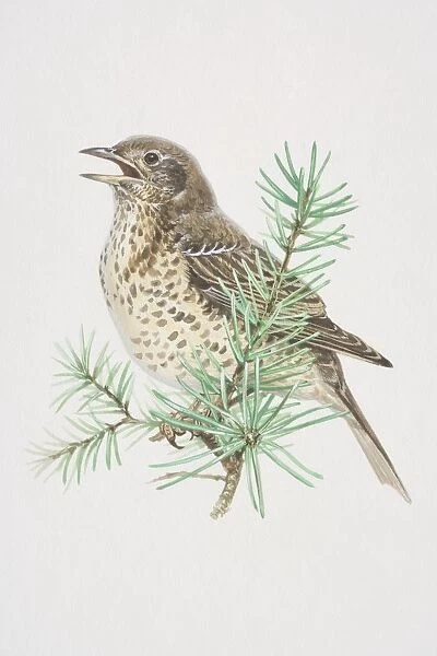 Mistle Thrush (Turdus viscivorus), illustration of pale, black-spotted bird, standing boldly upright, long wings and tail has whitish edges, perched high