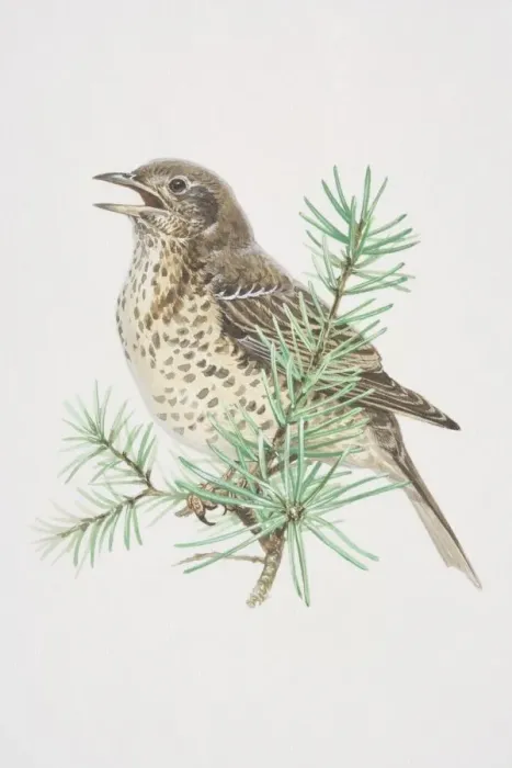 Framed Print : Mistle Thrush (Turdus viscivorus), illustration of pale, black-spotted bird, standing boldly upright, long wings and tail has whitish edges, perched high Framed Print : Mistle Thrush (Turdus viscivorus), illustration of pale, black-spotted bird, standing boldly upright, long wings and tail has whitish edges, perched high