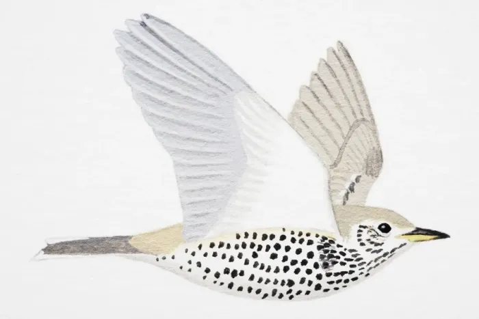 Framed Print : Mistle Thrush (Turdus viscivorus), adult Framed Print : Mistle Thrush (Turdus viscivorus), adult