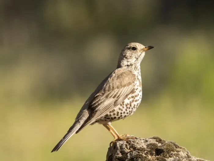 Framed Print : Mistle Thrush (Turdus viscivorus) put on a rock. Spain, Europe Framed Print : Mistle Thrush (Turdus viscivorus) put on a rock. Spain, Europe