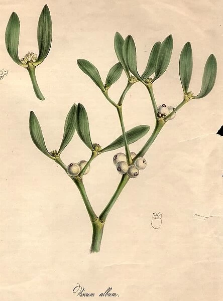 Mistletoe. circa 1800: Viscum album, or mistletoe, with white berries