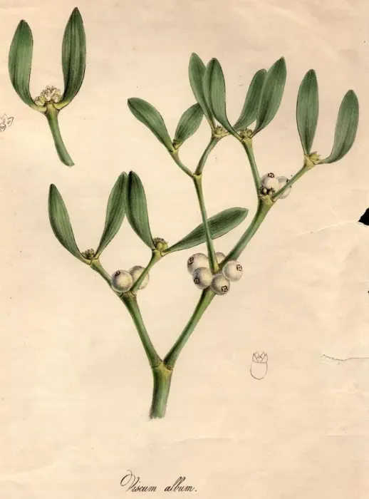 Framed Print : Mistletoe. circa 1800: Viscum album, or mistletoe, with white berries Framed Print : Mistletoe. circa 1800: Viscum album, or mistletoe, with white berries