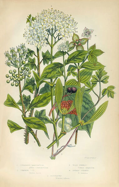 Mistletoe, Ivy, Cornet, Trumpetflower, Moschatell, Victorian Botanical Illustration