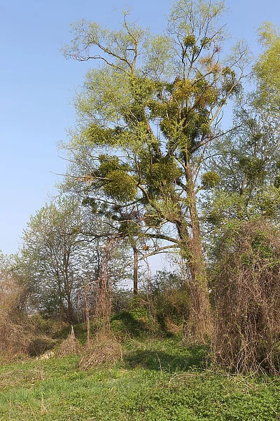 Mistletoe -Viscum album- growing on a goat willow, pussy willow or great sallow tree -Salix caprea-, Lower Austria, Austria