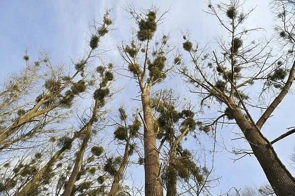 Mistletoe -Viscum album- growing in Poplar Trees -Populus-, Dahmen, Mecklenburgische Seenplatte, Mecklenburg-Vorpommern, Germany