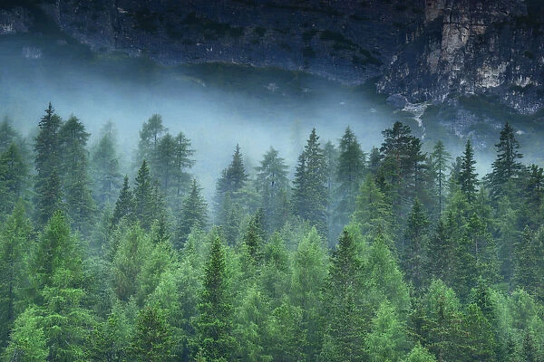 Misty alpine forest, Dolomites