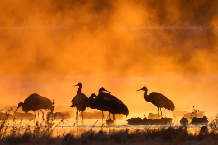 Framed Print : Misty cranes Framed Print : Misty cranes