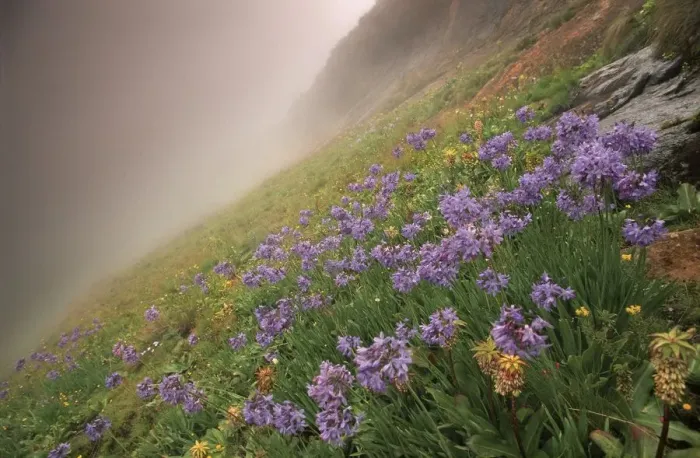 Framed Print : Misty Field of Purple Agapanthus Framed Print : Misty Field of Purple Agapanthus