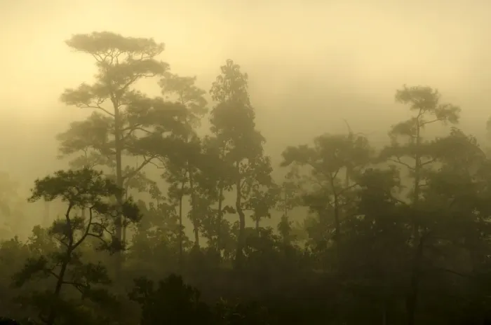 Framed Print : Misty jungle at sunrise, Pang Mapha or Soppong region, Mae Hong Son province, northern Thailand, Thailand, Asia Framed Print : Misty jungle at sunrise, Pang Mapha or Soppong region, Mae Hong Son province, northern Thailand, Thailand, Asia