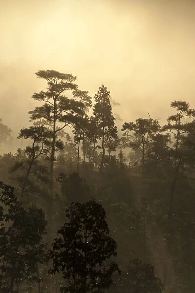Misty jungle at sunrise, Pang Mapha or Soppong region, Mae Hong Son province, northern Thailand, Thailand, Asia