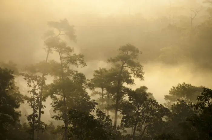 Framed Print : Misty jungle at sunrise, Pang Mapha or Soppong region, Mae Hong Son province, northern Thailand, Thailand, Asia Framed Print : Misty jungle at sunrise, Pang Mapha or Soppong region, Mae Hong Son province, northern Thailand, Thailand, Asia