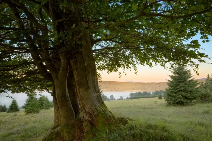 Framed Print : Misty morning landscape framed by an old beech tree Framed Print : Misty morning landscape framed by an old beech tree
