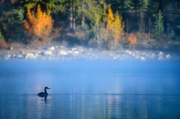 Misty Morning @ Patricia Lake, Jasper National Park, Alberta, Canada