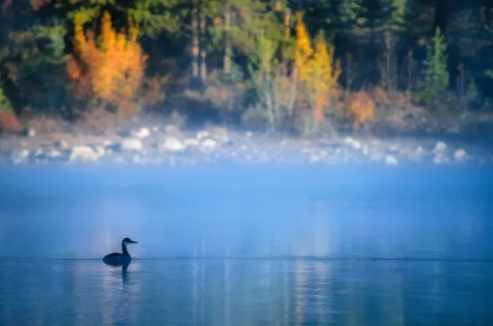 Framed Print : Misty Morning @ Patricia Lake, Jasper National Park, Alberta, Canada Framed Print : Misty Morning @ Patricia Lake, Jasper National Park, Alberta, Canada