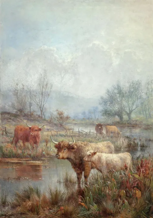 Framed Print : A misty morning, Scotch cattle Framed Print : A misty morning, Scotch cattle