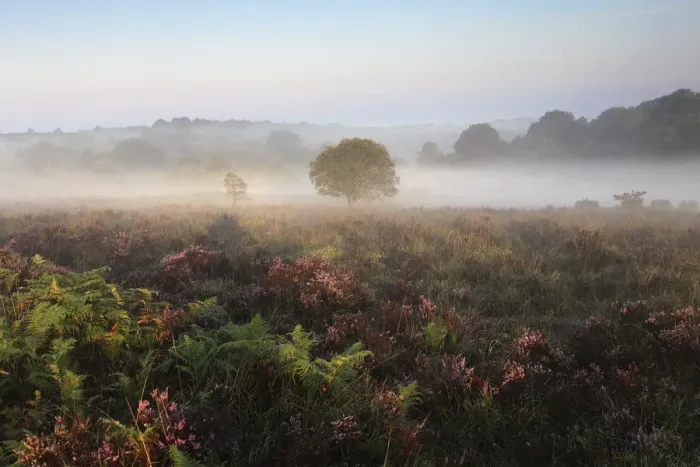 Framed Print : Misty morning sunrise; Ibsley Common Framed Print : Misty morning sunrise; Ibsley Common