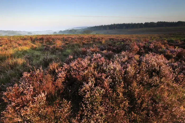Framed Print : Misty morning sunrise; Ibsley Common