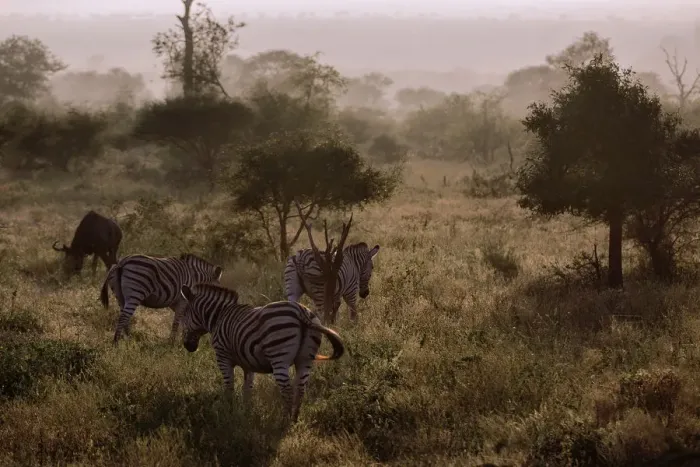 Framed Print : Misty Morning With the Zebras & Wildebeest, Kruger National Park, South Africa Framed Print : Misty Morning With the Zebras & Wildebeest, Kruger National Park, South Africa