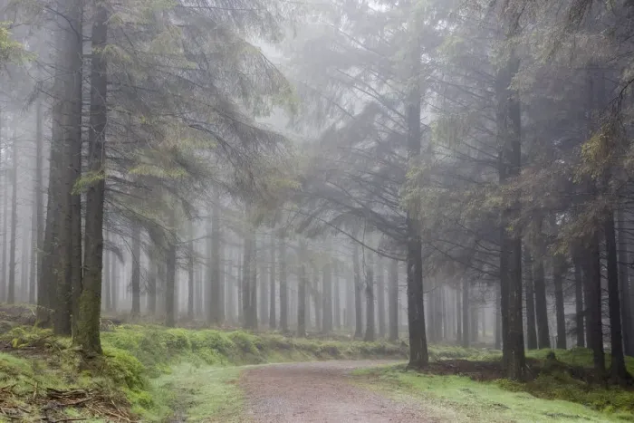 Framed Print : Misty path in Bellever Woods, Dartmoor, Devon, England Framed Print : Misty path in Bellever Woods, Dartmoor, Devon, England