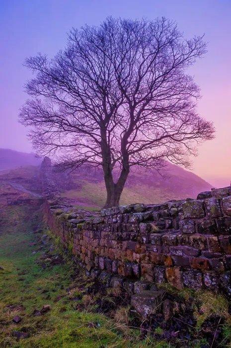 Framed Print : Misty Pink Dawn, Sycamore Gap Framed Print : Misty Pink Dawn, Sycamore Gap