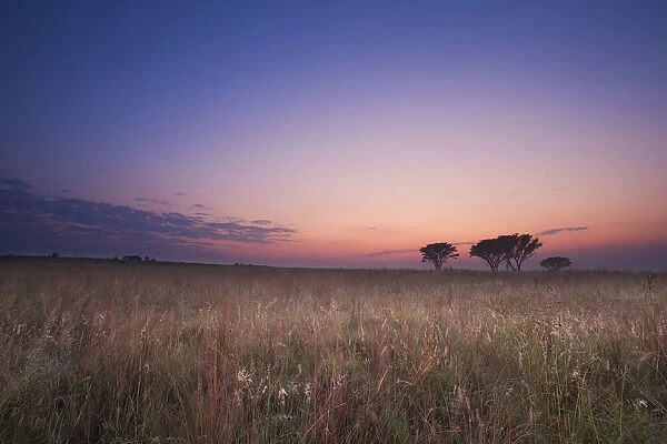 Misty sunrise over a grassland with trees in the foreground - Ezemvelo Bronkhorstspruit South Africa