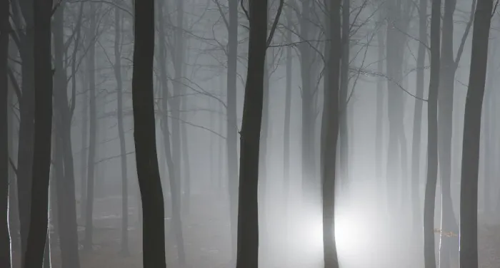 Framed Print : Misty winter forest in Denmark Framed Print : Misty winter forest in Denmark