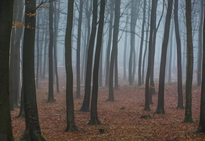 Framed Print : Misty winter forest in Denmark Framed Print : Misty winter forest in Denmark