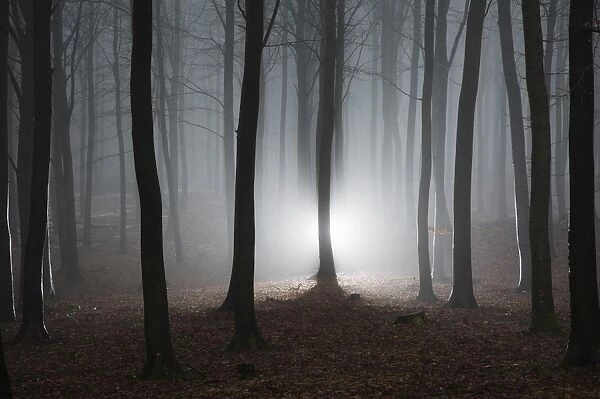 Misty winter forest in Denmark