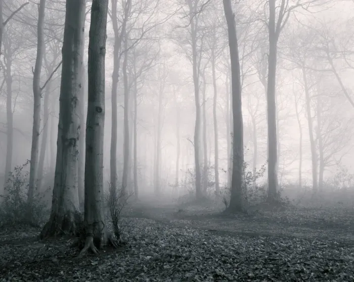 Framed Print : Misty woodland, Gloucestershire, UK Framed Print : Misty woodland, Gloucestershire, UK