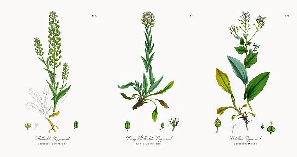 Mithridate Pepperwort, Lepidium campestre, Victorian Botanical Illustration, 1863