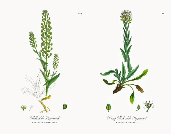 Framed Print : Mithridate Pepperwort, Lepidium campestre, Victorian Botanical Illustration, 1863 Framed Print : Mithridate Pepperwort, Lepidium campestre, Victorian Botanical Illustration, 1863
