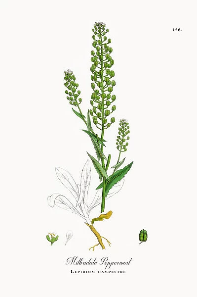 Mithridate Pepperwort, Lepidium campestre, Victorian Botanical Illustration, 1863