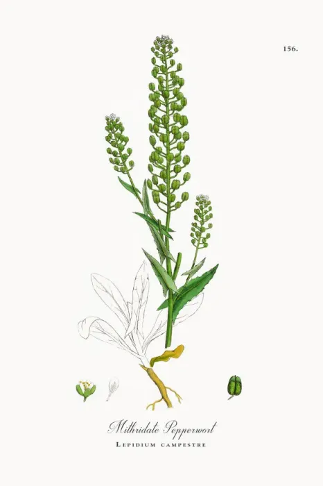 Framed Print : Mithridate Pepperwort, Lepidium campestre, Victorian Botanical Illustration, 1863 Framed Print : Mithridate Pepperwort, Lepidium campestre, Victorian Botanical Illustration, 1863
