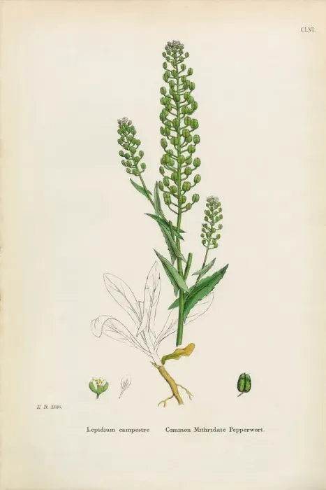 Framed Print : Mithridate Pepperwort, Lepidium campestre, Victorian Botanical Illustration, 1863