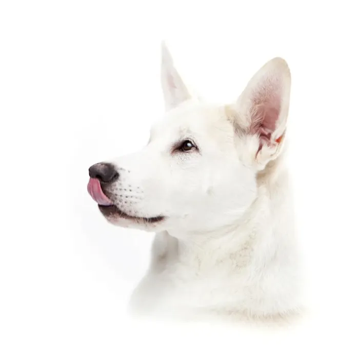 Framed Print : Mixed-breed dog licking its nose Framed Print : Mixed-breed dog licking its nose