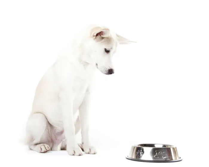 Framed Print : Mixed-breed dog looking at a feed bowl Framed Print : Mixed-breed dog looking at a feed bowl