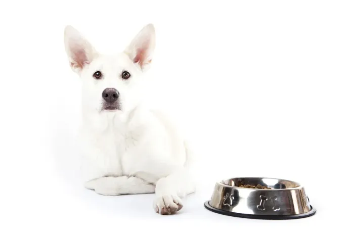 Framed Print : Mixed-breed dog lying beside a feed bowl Framed Print : Mixed-breed dog lying beside a feed bowl