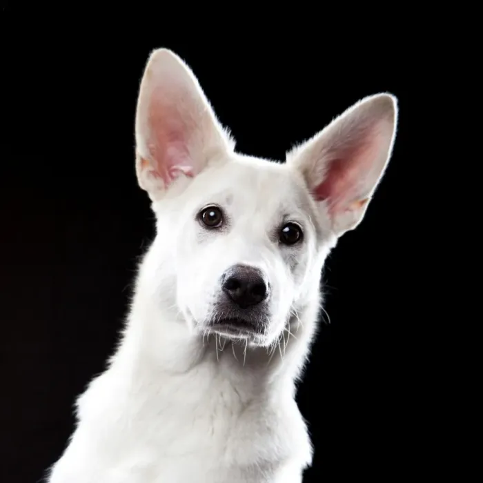 Framed Print : Mixed-breed dog, portrait Framed Print : Mixed-breed dog, portrait