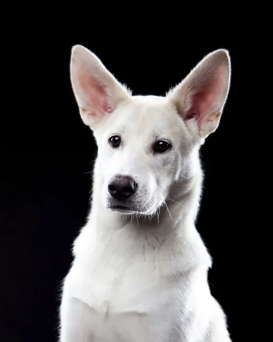 Framed Print : Mixed-breed dog, portrait Framed Print : Mixed-breed dog, portrait