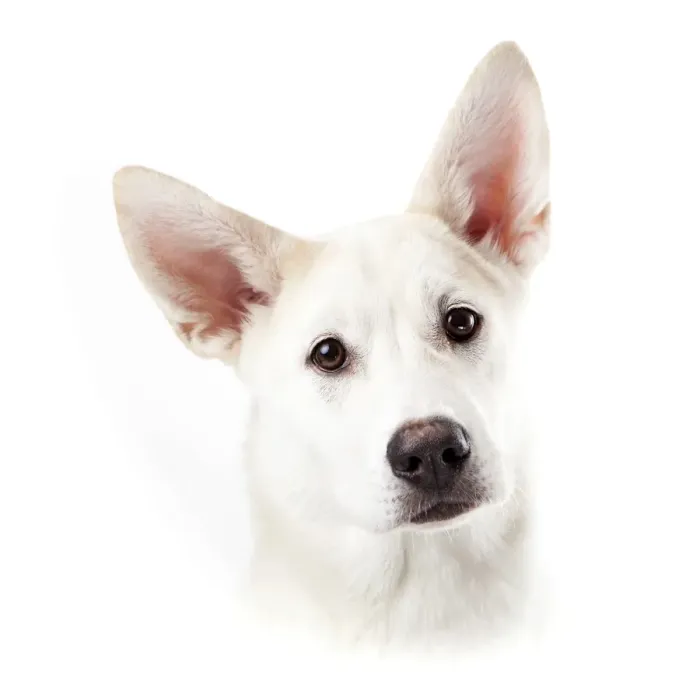 Framed Print : Mixed-breed dog, portrait Framed Print : Mixed-breed dog, portrait