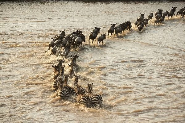 Mixed group of Zebras (Equus quagga) and Wildebeest (Connochaetes taurinus) crossing the flooded Mara River in Serengeti National Park