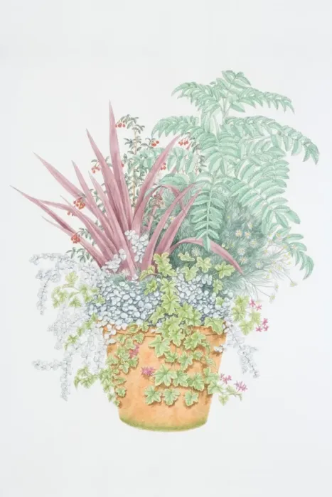 Framed Print : Mixed plants in pot, including red leaved Cordyline, yellow-white flower heads of Bellis sp. Daisy, trailing heart-shaped leaves of Geranium, trailing whitish leaves of Helichrysum petiolare Framed Print : Mixed plants in pot, including red leaved Cordyline, yellow-white flower heads of Bellis sp. Daisy, trailing heart-shaped leaves of Geranium, trailing whitish leaves of Helichrysum petiolare