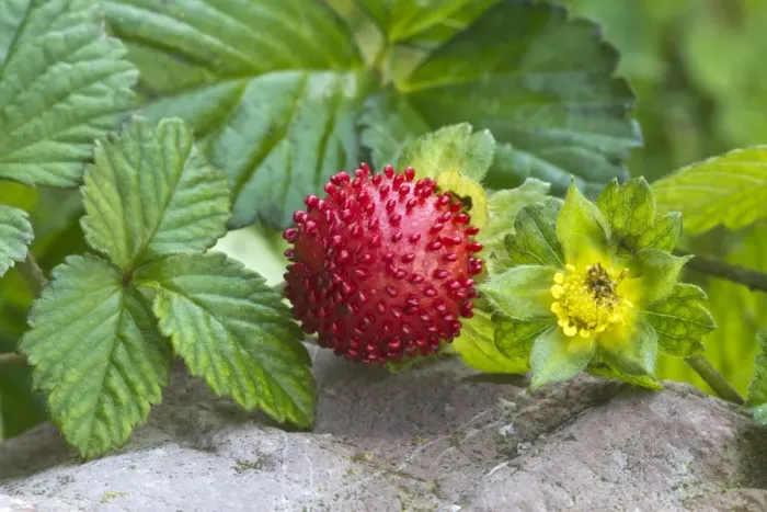 Framed Print : Mock strawberry -Potentilla indica-, Tyrol, Austria