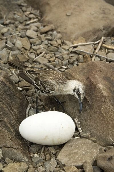 Mocking bird and Albatros egg, Galapagos Islands