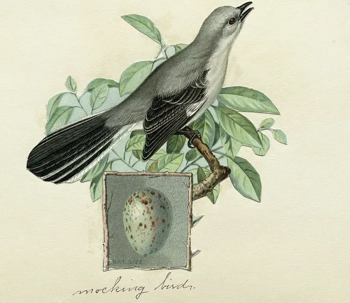 Framed Print : Mockingbird With An Egg Inset