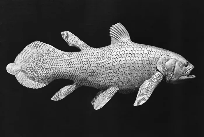 Framed Print : Model of Coelacanths Framed Print : Model of Coelacanths