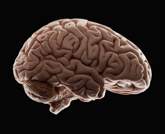 Framed Print : Model of human brain, studio shot Framed Print : Model of human brain, studio shot